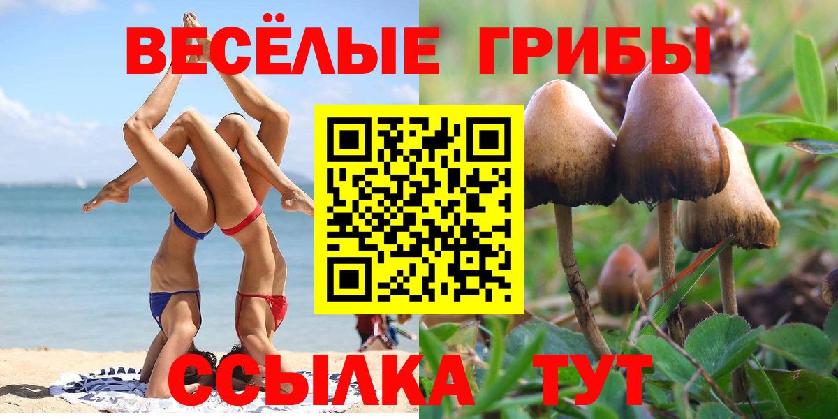 Галлюциногенные грибы Psilocybe Азнакаево